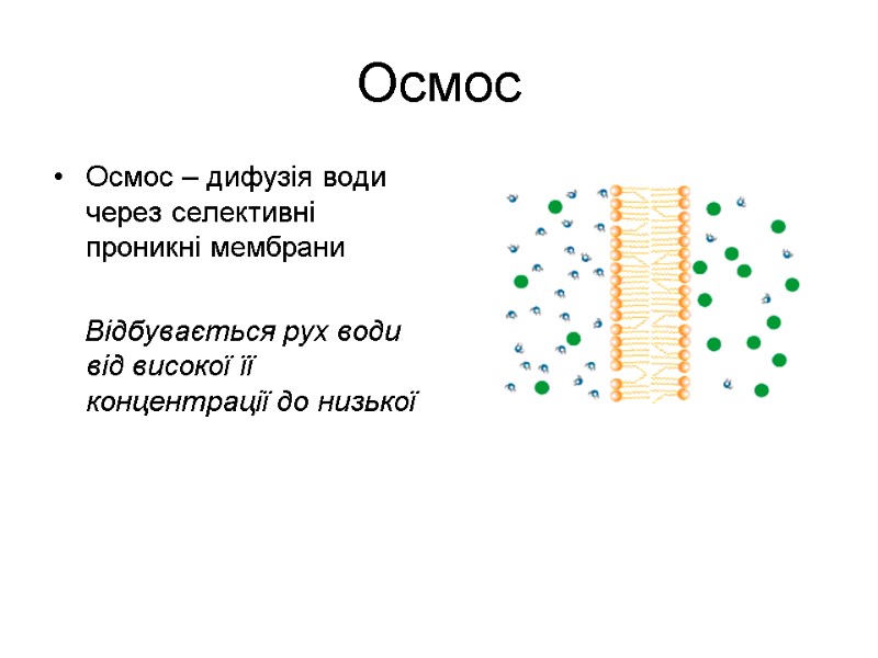 Осмос Осмос – дифузія води через селективні проникні мембрани     
